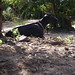 Moyo Piny 14 Moyo Piny 14 • <a style="font-size:0.8em;" href="http://www.flickr.com/photos/51128861@N03/6004857437/" target="_blank">View on Flickr</a>